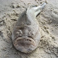 Loài cá kinh dị có răng như người nằm chình ình trên bờ biển Australia