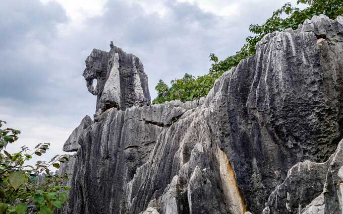 Khám phá rừng đá 270 triệu năm tuổi