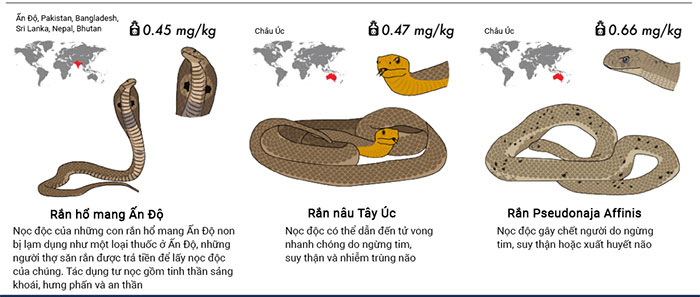 Top 30 loài rắn độc nhất trên thế giới