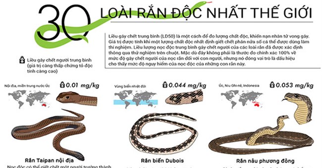 Top 30 loài rắn độc nhất trên thế giới