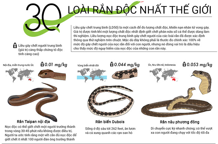 Top 30 loài rắn độc nhất trên thế giới