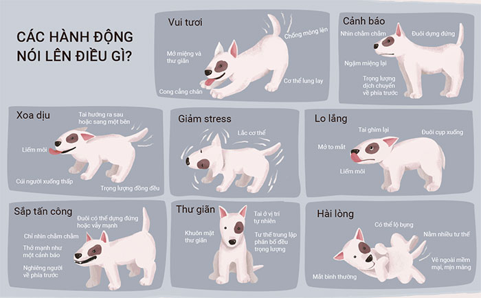 Giải mã ngôn ngữ cơ thể của chó và mèo