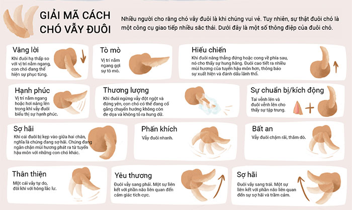Giải mã ngôn ngữ cơ thể của chó và mèo