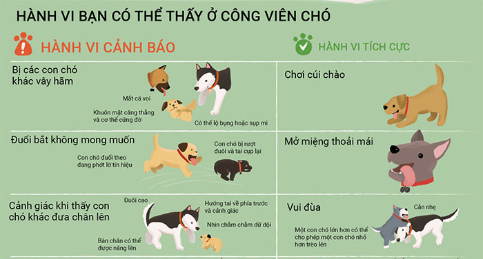 Giải mã ngôn ngữ cơ thể của chó và mèo