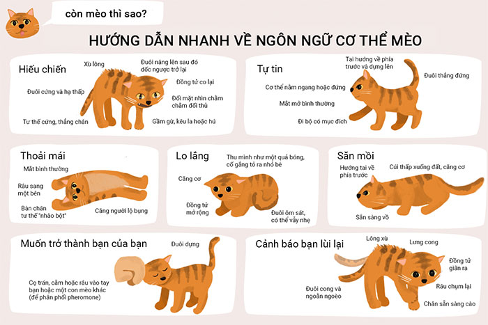 Giải mã ngôn ngữ cơ thể của chó và mèo
