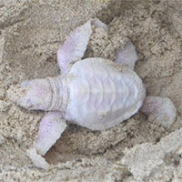 Phát hiện rùa bạch tạng hiếm ở Australia