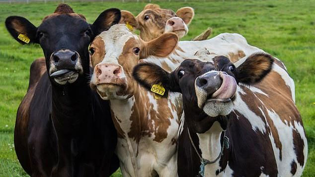 Theo các nhà nghiên cứu, trâu, bò chiếm một nửa lượng khí thải methane của chăn nuôi toàn cầu.