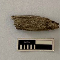Tìm thấy công cụ 5.300 năm tuổi bằng xương kangaroo