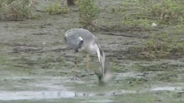 Chim diệc mổ sáo đá