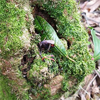 Phát hiện đông trùng hạ thảo bọ xít tại Vườn Quốc gia Hoàng Liên