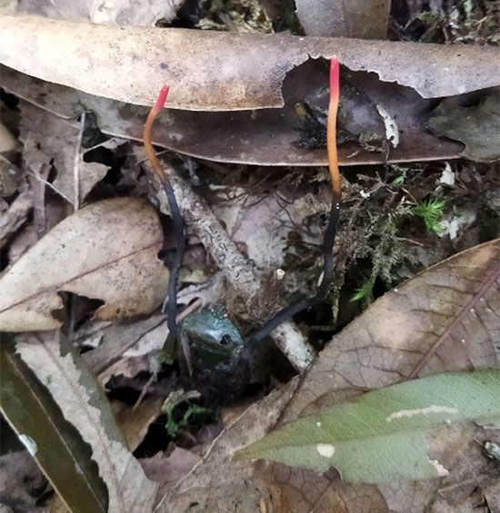 Đông trùng hạ thảo bọ xít được tìm thấy tại độ cao 2.200m thuộc Vườn Quốc gia Hoàng Liên.