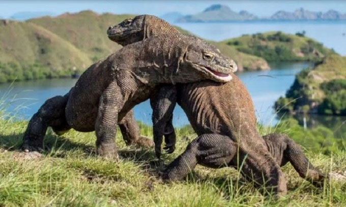 Chính người cổ đại cứu rồng komodo khỏi tuyệt chủng