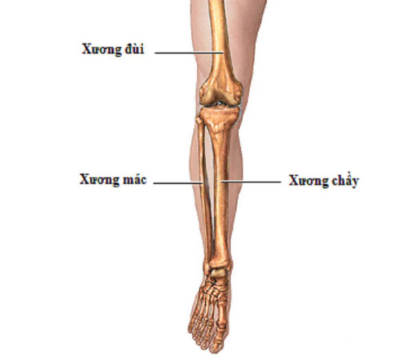 Xương mác là xương gì?