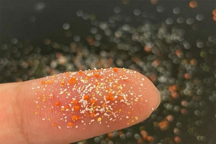 Vi nhựa tạo ra vi khuẩn kháng kháng sinh