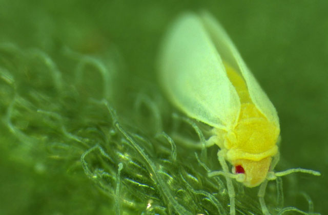Loại côn trùng này có khả năng kết hợp một phần DNA từ thực vật vào bộ gene của chúng.