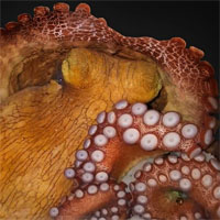 Phát hiện mới: bạch tuộc có thể mơ suốt 2 phút, cơ thể liên tục đổi màu sắc và hình dáng