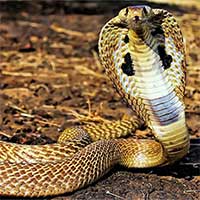 Loài rắn trên cạn có nọc độc nhất tại Việt Nam