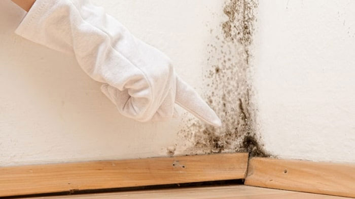 Mối nguy hiểm không ngờ từ nấm mốc trong nhà