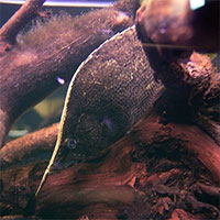 Loài cá ngụy trang thành lá cây khô giống hơn cả thật