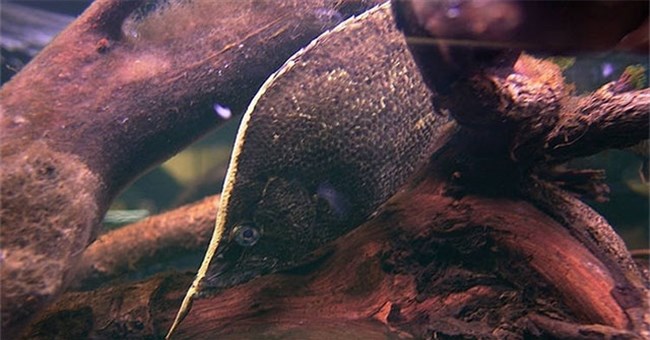 Loài cá ngụy trang thành lá cây khô giống hơn cả thật