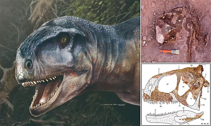 Bức vẽ và hóa thạch về loài khủng long Llukalkan aliocranianus