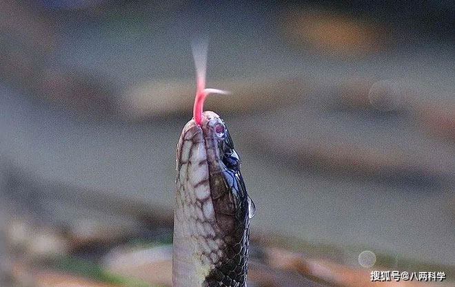 Đây là loài rắn độc nhất ở Trung Quốc cũng như ở châu Á