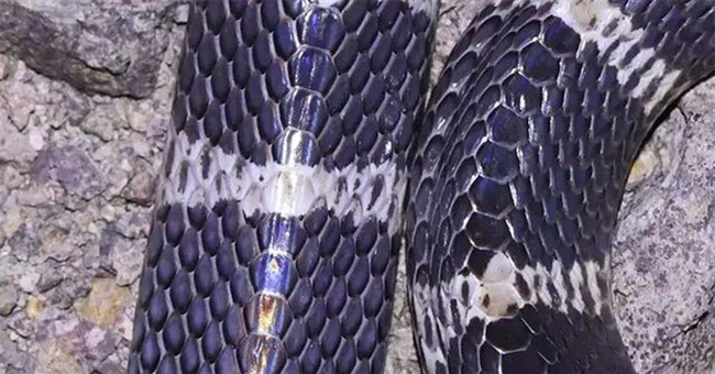 Loài rắn độc nhất Trung Quốc: 1 miligam nọc là đủ giết người, hổ mang chúa cũng phải khiếp sợ