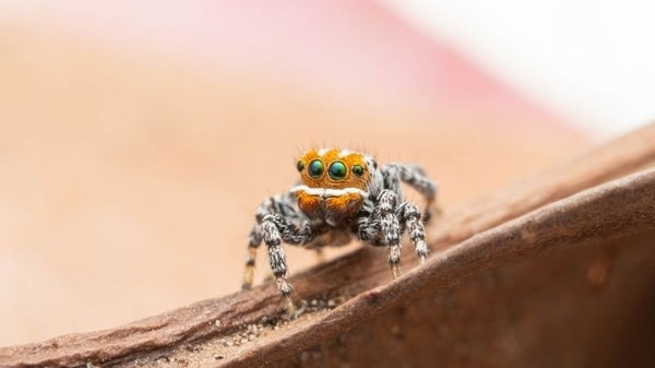 Maratus nemo là loài nhện công thứ 92 ở Úc được mô tả
