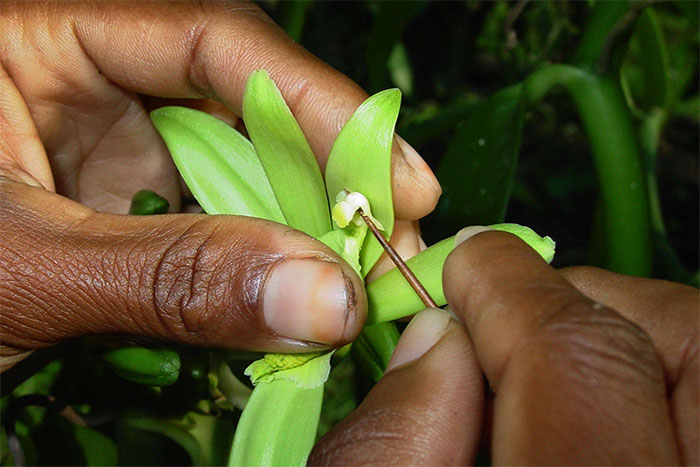 Vani - Loại hương liệu đắt thứ 2 thế giới với cái giá đầy biến động