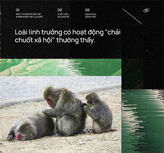Nghe từ bé đến giờ, đã bao giờ bạn tự hỏi 