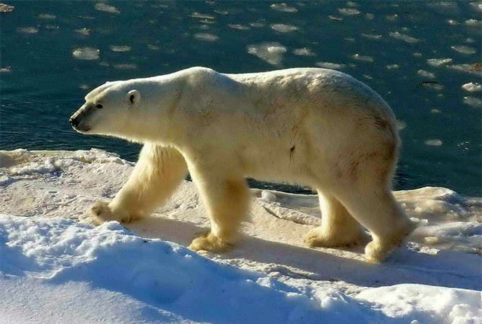 Để tìm kiếm nguồn thực phẩm thay thế, gấu Bắc Cực đã phải di chuyển xa hơn để săn mồi.