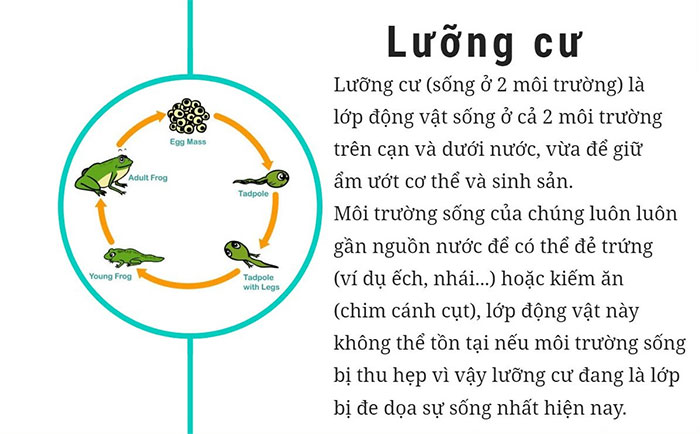 Tìm hiểu 6 lớp sinh vật cơ bản trên thế giới hiện nay