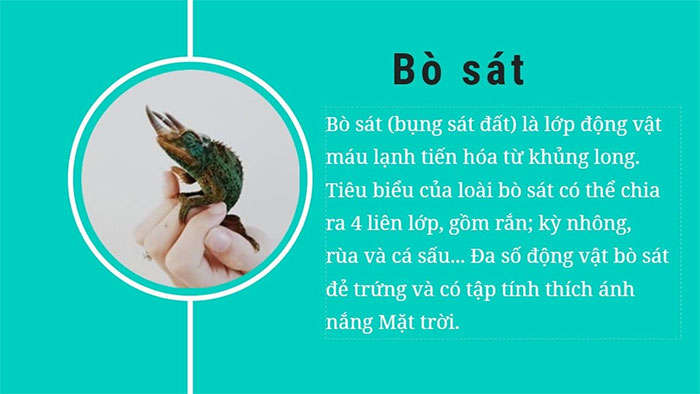 Tìm hiểu 6 lớp sinh vật cơ bản trên thế giới hiện nay
