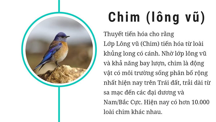 Tìm hiểu 6 lớp sinh vật cơ bản trên thế giới hiện nay