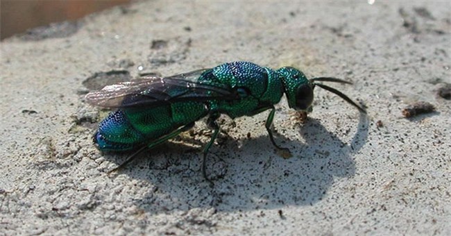 Loài ong "lưu manh", học "ngôn ngữ" của loài ong khác rồi trà trộn vào tổ để thực hiện âm mưu thâm hiểm