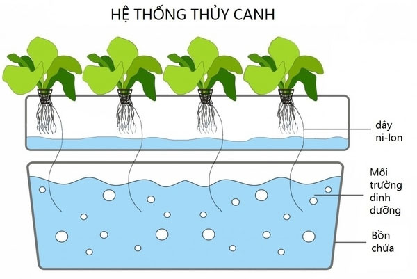 Kỹ thuật trồng cây thủy canh là gì?