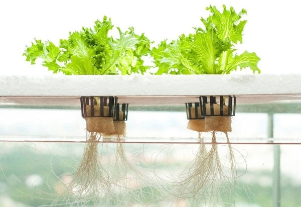 Kỹ thuật trồng cây thủy canh là gì?