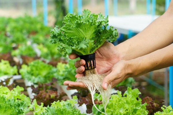 Kỹ thuật trồng cây thủy canh là gì?