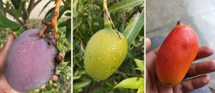 Cây xoài 7 sắc cầu vồng nổi tiếng khắp Ấn Độ