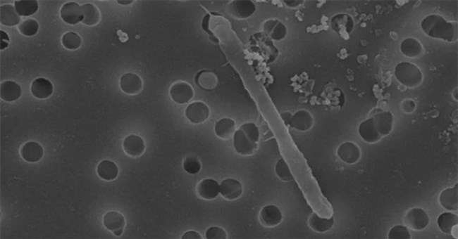 Choáng với sinh vật giữ nguyên hình dạng thời khủng long, trốn dưới mỏ vàng