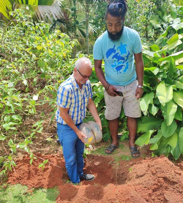 Alix Esparon trồng hạt coco de mer trên đất của mình ở Mahé