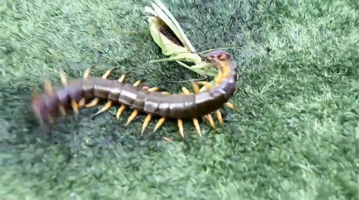 Rết tấn công bọ ngựa