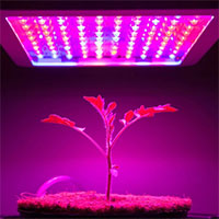 Ánh sáng LED có thể gia tăng hoạt chất sinh học trong thảo mộc