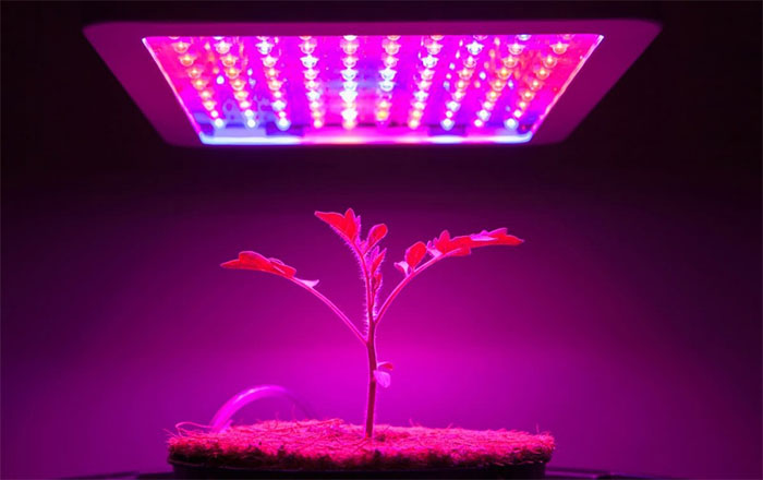 Ánh sáng LED có thể gia tăng hoạt chất sinh học trong thảo mộc