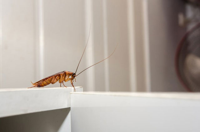 Vì sao rất khó để diệt gián?