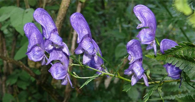 Quan Vũ trúng mũi tên độc: Đó là loại độc dược gì, tại sao phải "cạo xương"?