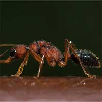 Loài kiến kì lạ "thu nhỏ" bộ não để làm kiến chúa
