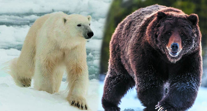 Gấu trắng Bắc Cực (trái) và gấu xám Alaska (phải)