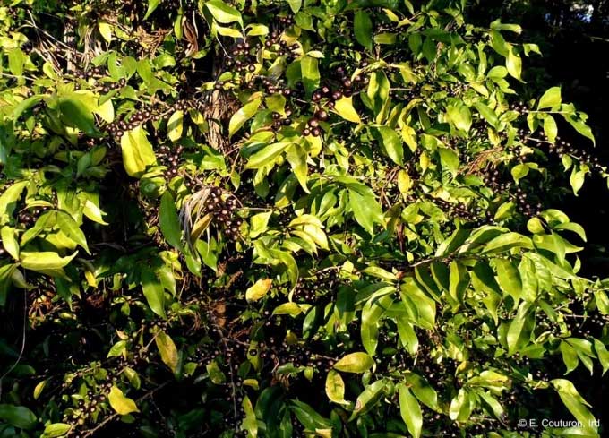 Phát hiện loài cà phê mới có quả màu đen kỳ lạ