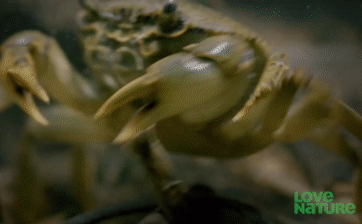 Đỉa hổ tấn công cua nước ngọt